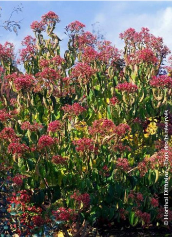 HEPTACODIUM miconioides