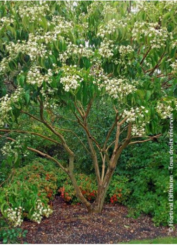 HEPTACODIUM miconioides