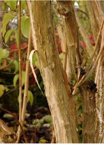 HEPTACODIUM miconioides