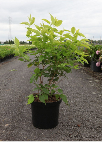 HEPTACODIUM miconioides En pot de 10-12 litres