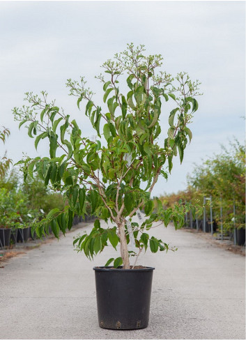 HEPTACODIUM miconioides En pot de 15-20 litres