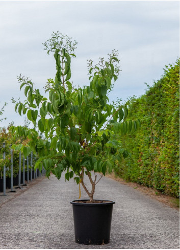 HEPTACODIUM miconioides En pot de 25-30 litres