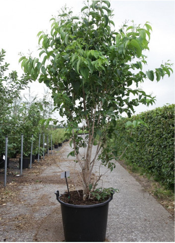 HEPTACODIUM miconioides En pot de 70-90 litres