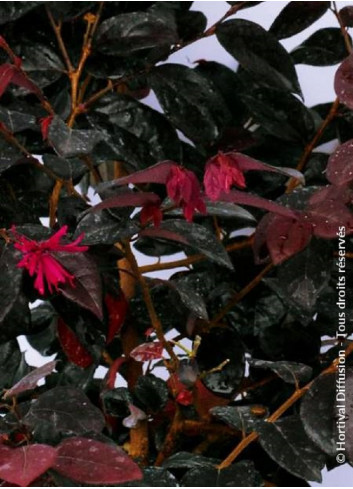 LOROPETALUM chinense BLACK Pearl