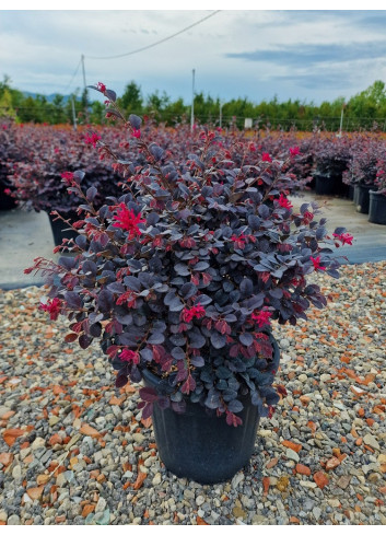 Topiaire (Plante taillée) - LOROPETALUM chinense BLACK Pearl cov (Loropétale de Chine)