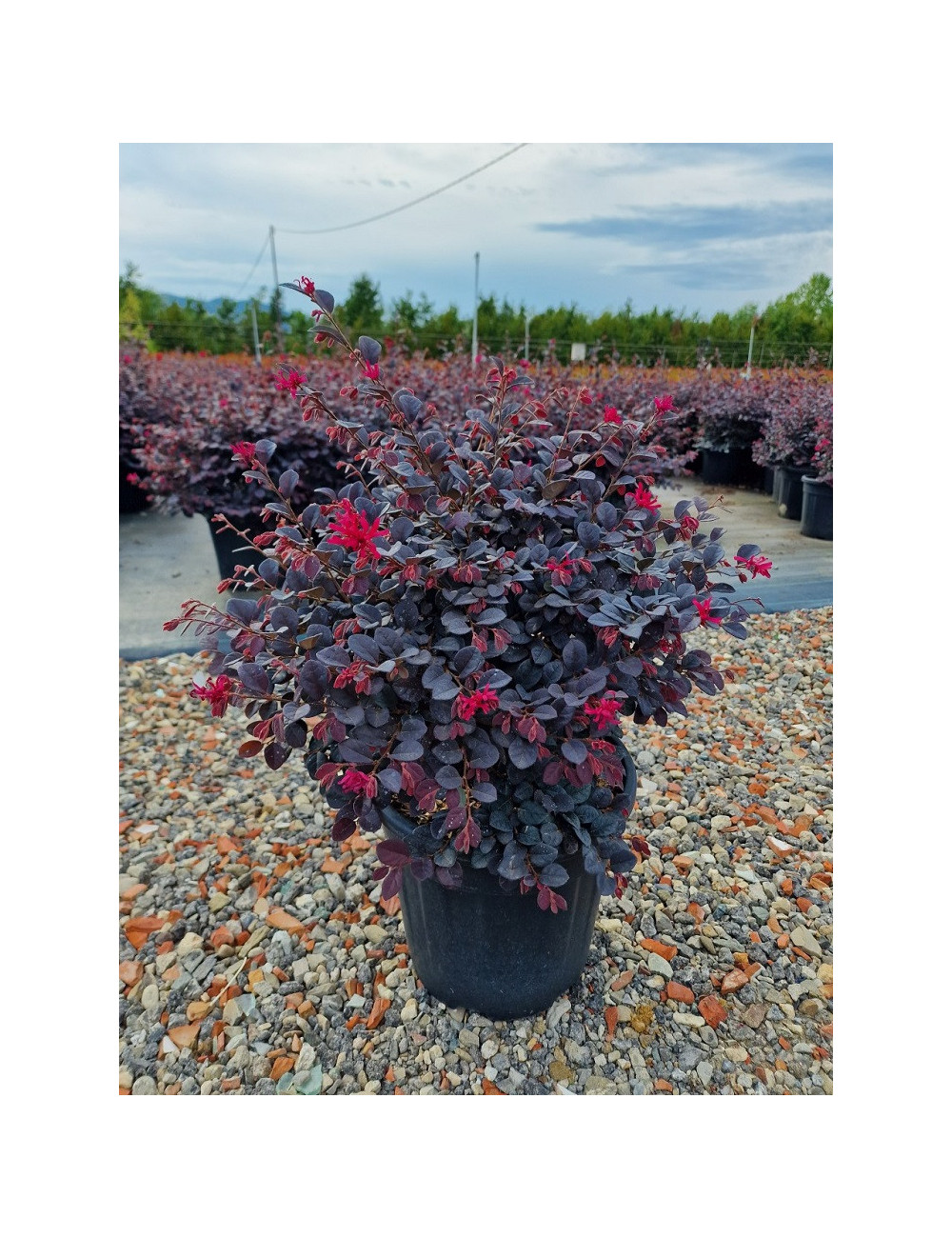 Topiaire (Plante taillée) - LOROPETALUM chinense BLACK Pearl cov (Loropétale de Chine)