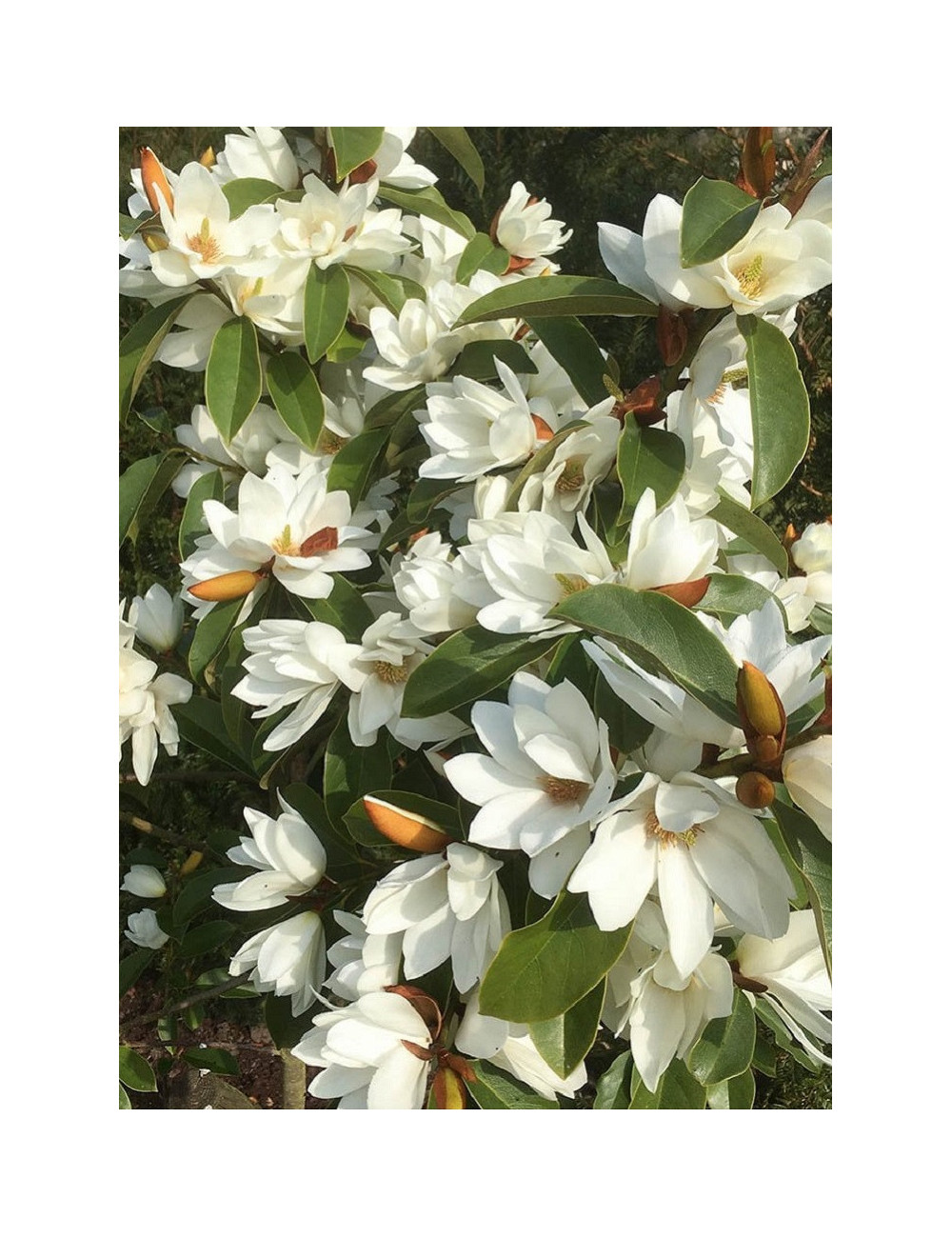 MICHELIA MAGNOLIA FAIRY WHITE