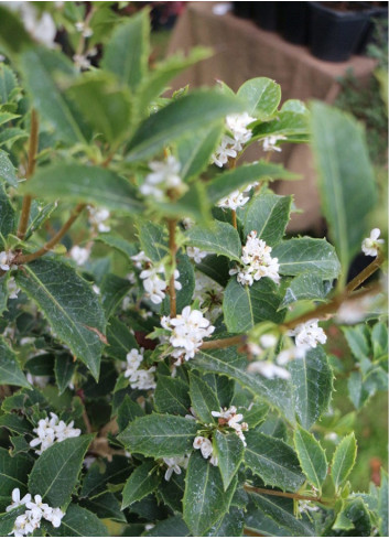 OSMANTHUS heterophyllus (Osmanthe à feuilles de houx)1