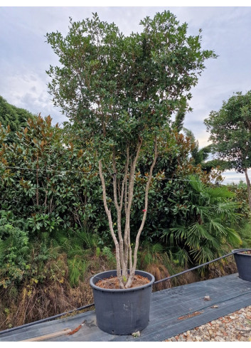 Topiaire (Plante taillée) - OSMANTHUS heterophyllus (Osmanthe à feuilles de houx)