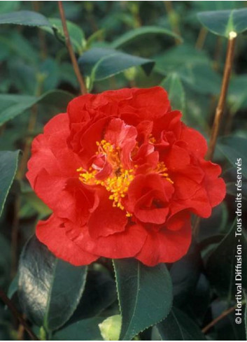 CAMELLIA japonica BLOOD OF CHINA