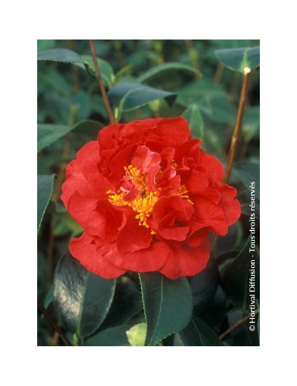 CAMELLIA japonica BLOOD OF CHINA