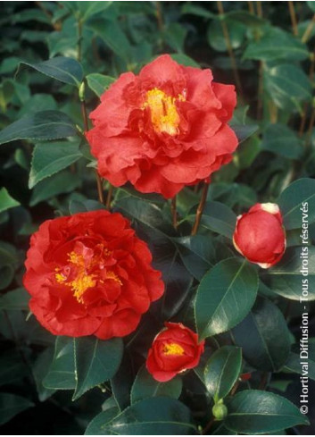 CAMELLIA japonica BLOOD OF CHINA