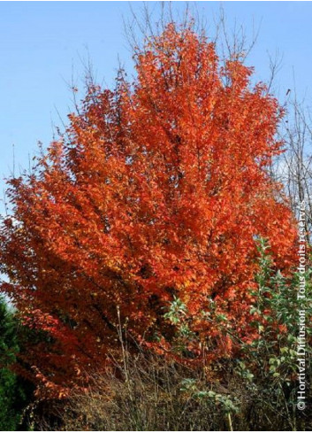 CARPINUS betulus ORANGE RETZ