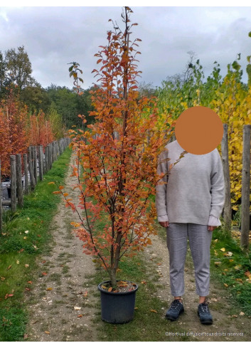 CARPINUS betulus ORANGE RETZ En pot de 15-20 litres forme baliveau