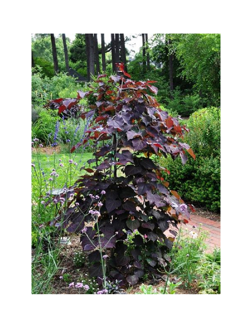 CERCIS canadensis RUBY FALLS