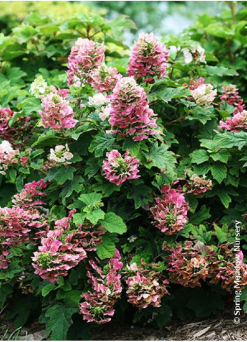 HYDRANGEA quercifolia RUBY SLIPPERS