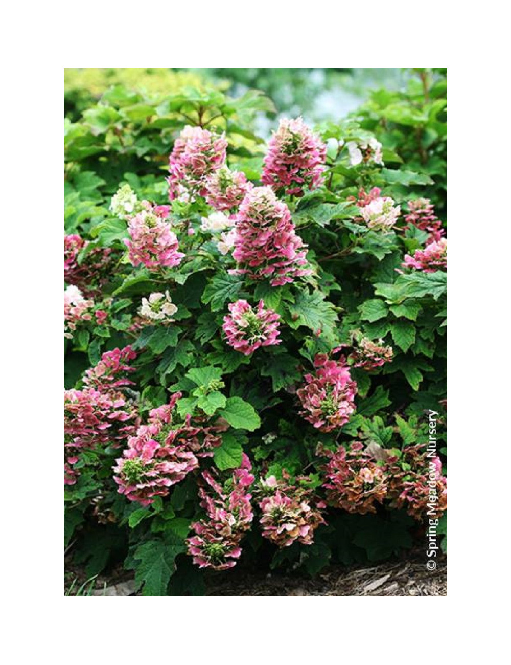 HYDRANGEA quercifolia RUBY SLIPPERS