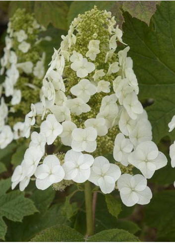 HYDRANGEA quercifolia RUBY SLIPPERS