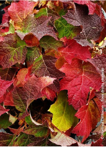 HYDRANGEA quercifolia RUBY SLIPPERS