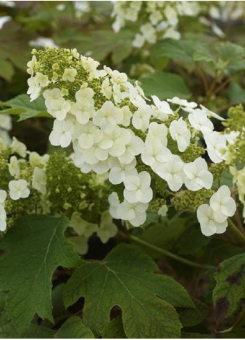 HYDRANGEA quercifolia RUBY SLIPPERS