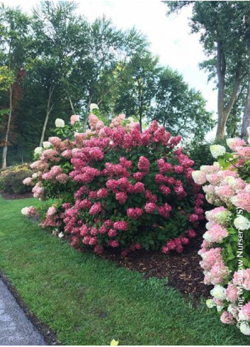 HYDRANGEA paniculata FIRE LIGHT