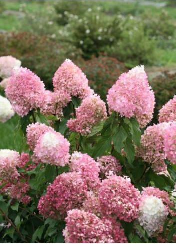 HYDRANGEA paniculata PINKACHU 