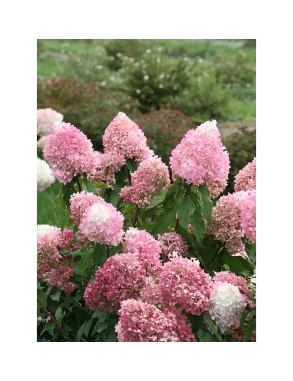 HYDRANGEA paniculata PINKACHU 