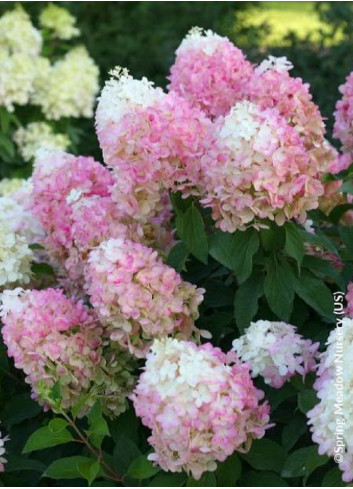 HYDRANGEA paniculata PINKACHU 