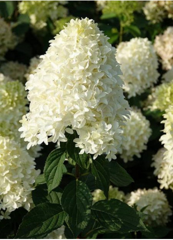 HYDRANGEA paniculata SKYFALL 