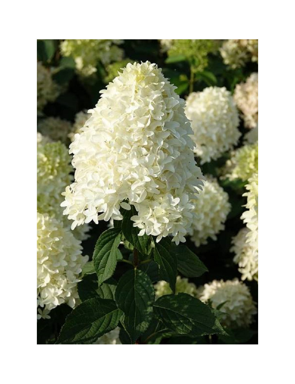 HYDRANGEA paniculata SKYFALL 