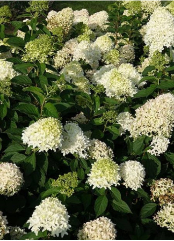 HYDRANGEA paniculata SKYFALL 