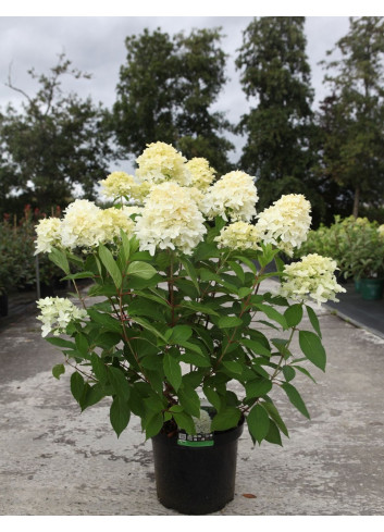 HYDRANGEA paniculata En pot de 10-12 litres