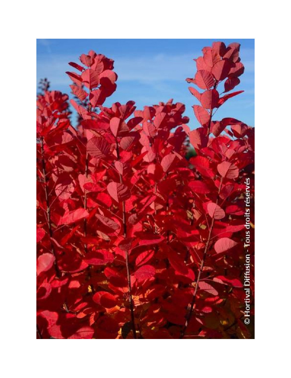 COTINUS coggygria FLAMISSIMO