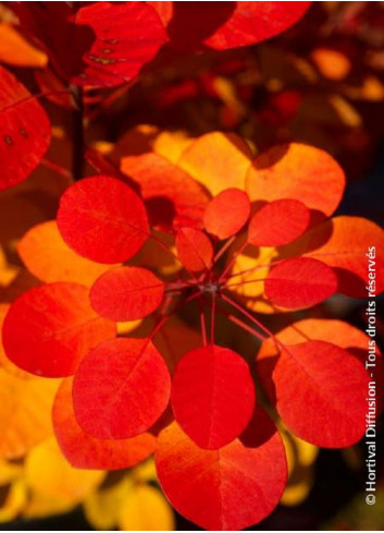 COTINUS coggygria FLAMISSIMO