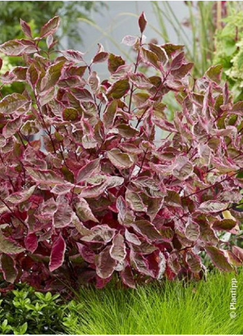 CORNUS alba MIRACLE 