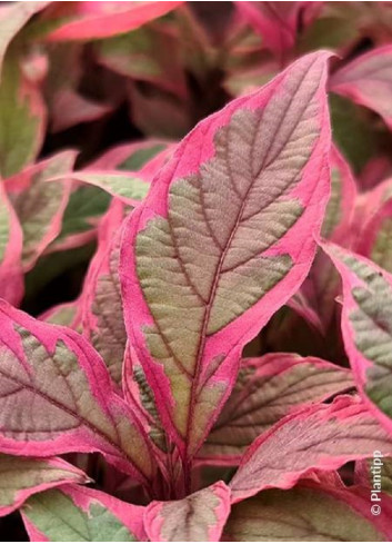 CORNUS alba MIRACLE 