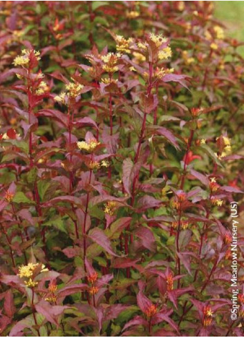 DIERVILLA splendens KODIAK RED