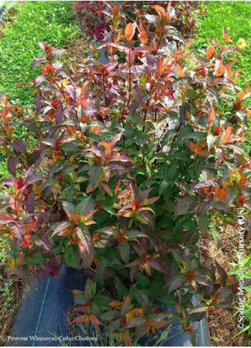 DIERVILLA splendens KODIAK RED