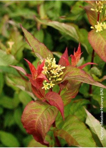 DIERVILLA splendens KODIAK ORANGE