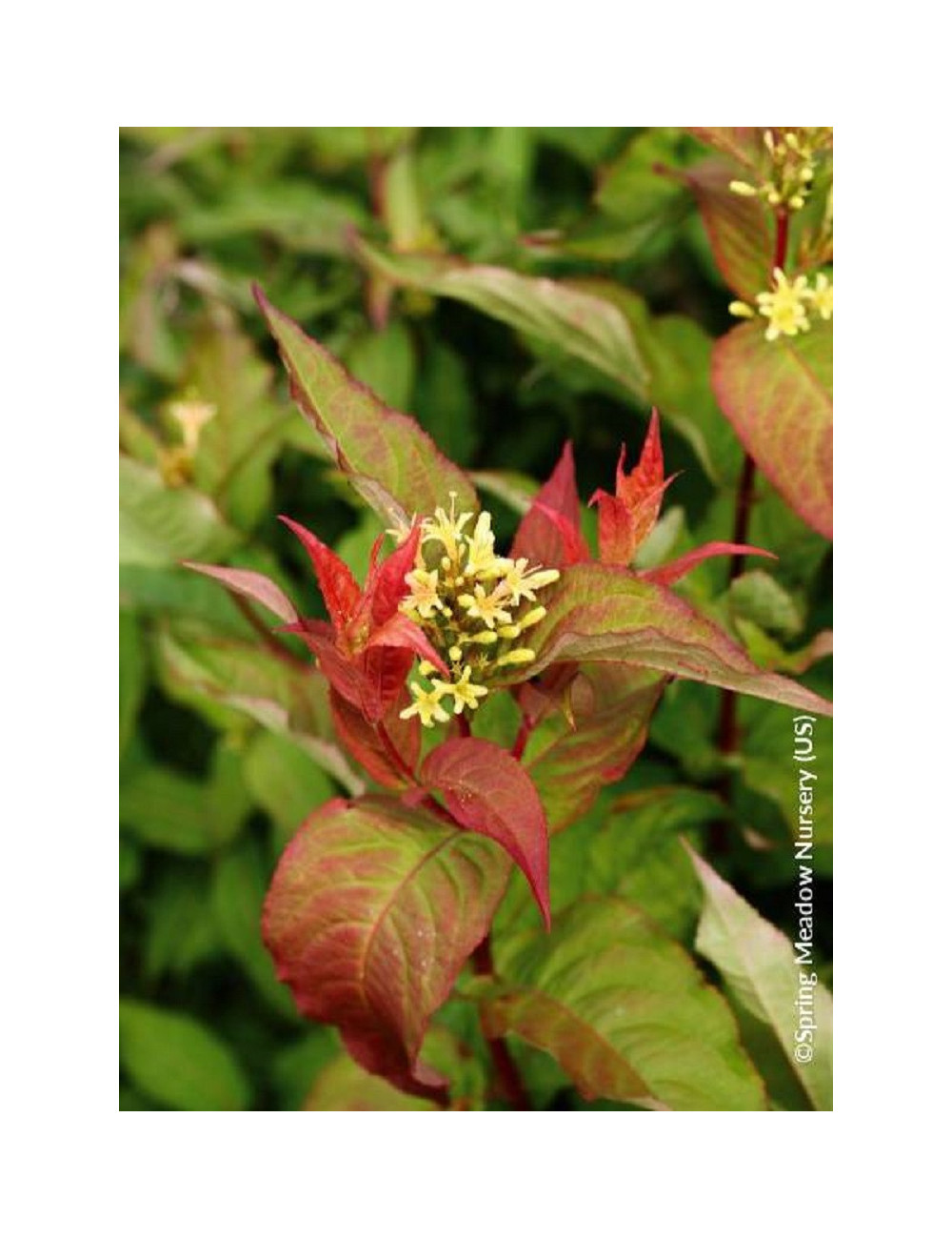 DIERVILLA splendens KODIAK ORANGE