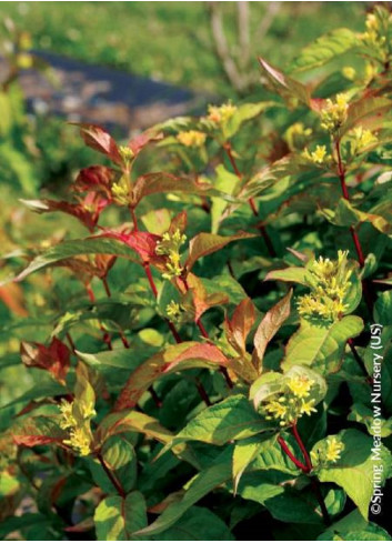 DIERVILLA splendens KODIAK ORANGE