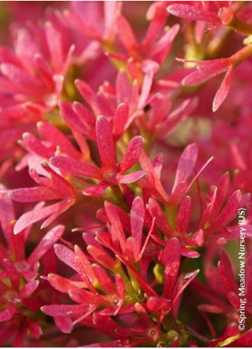 HEPTACODIUM miconioides TEMPLE OF BLOOM 