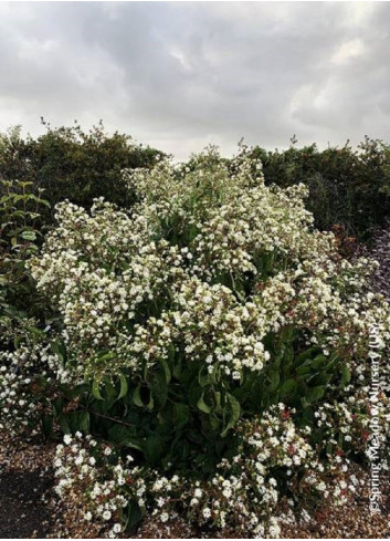 HEPTACODIUM miconioides TEMPLE OF BLOOM 