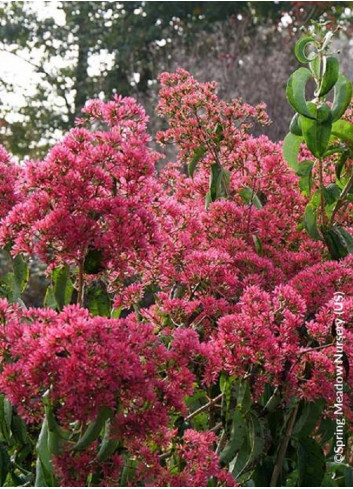 HEPTACODIUM miconioides TEMPLE OF BLOOM 