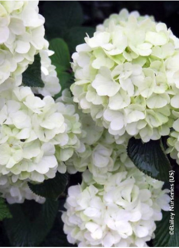 VIBURNUM plicatum OPENING DAY®