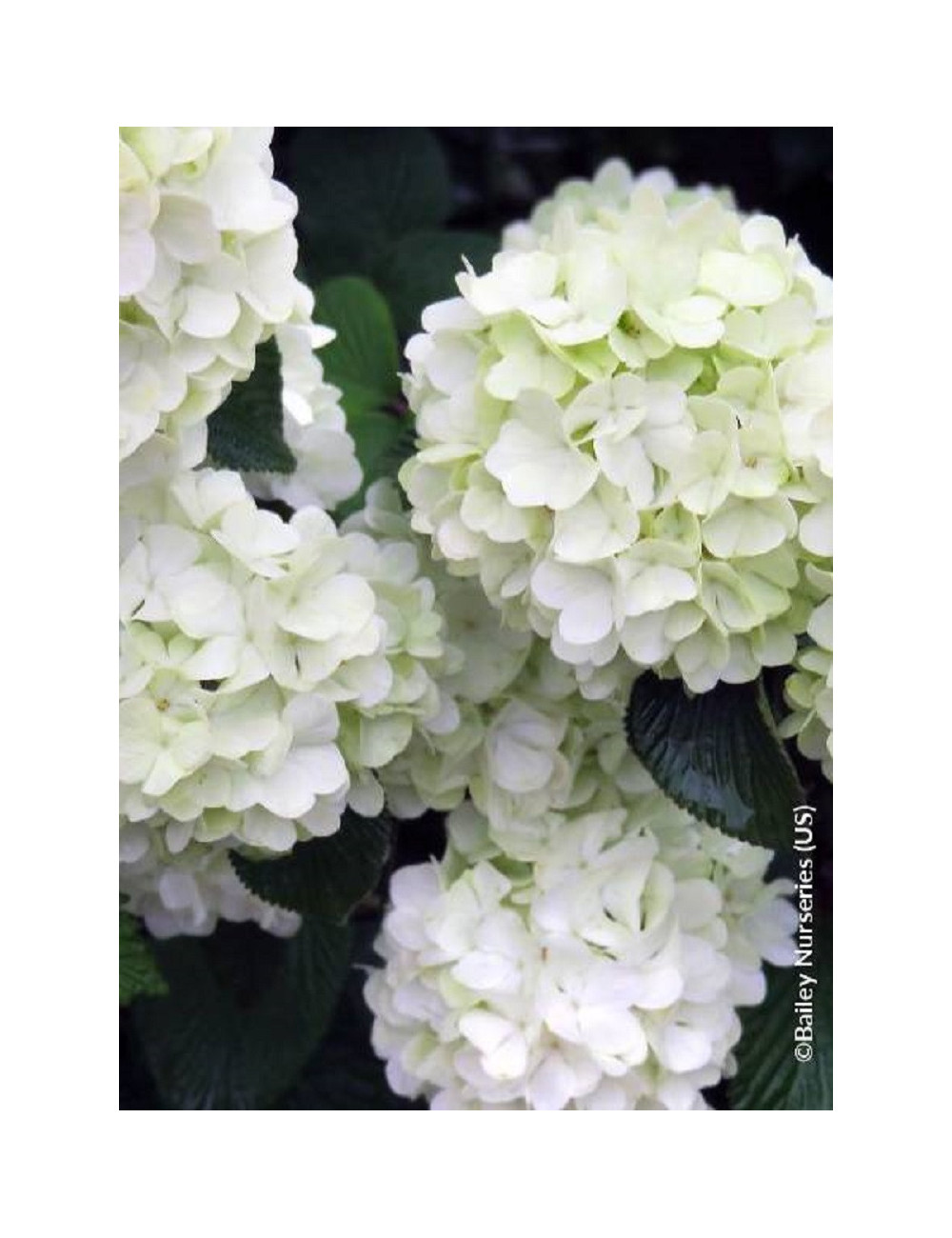 VIBURNUM plicatum OPENING DAY®