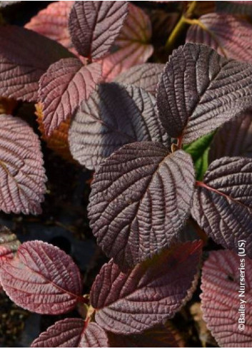 VIBURNUM plicatum OPENING DAY®