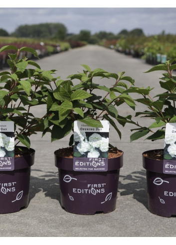 VIBURNUM plicatum OPENING DAY® En pot de 4-5 litres