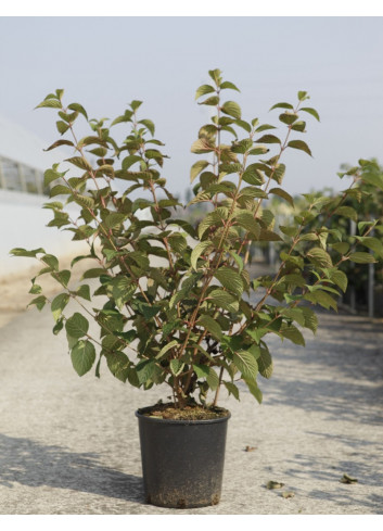 VIBURNUM plicatum OPENING DAY® En pot de 10-12 litres