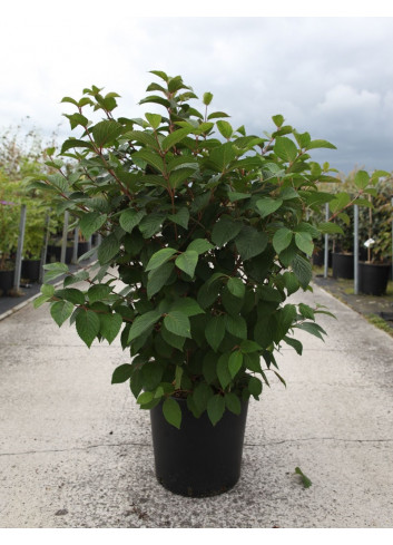 VIBURNUM plicatum OPENING DAY® En pot de 25-30 litres 